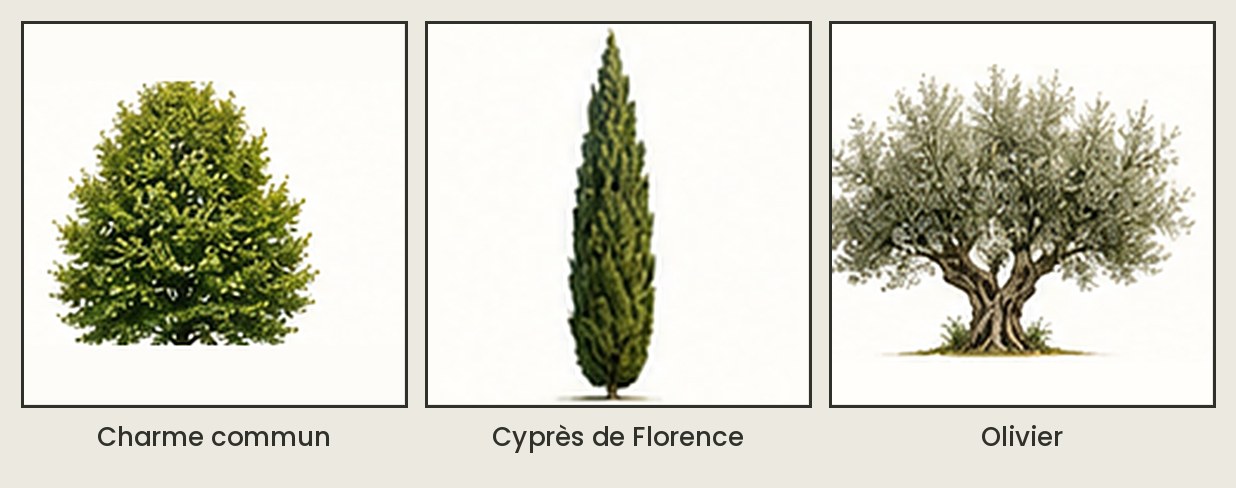 Trois arbres du projet du Petit Cluzeau : charme commun, cyprès de Florence et olivier