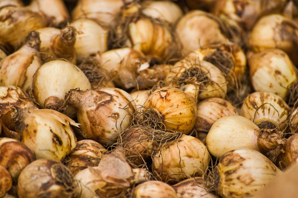 Bulbes à fleurs en vrac, fermes et charnus, avec leurs racines