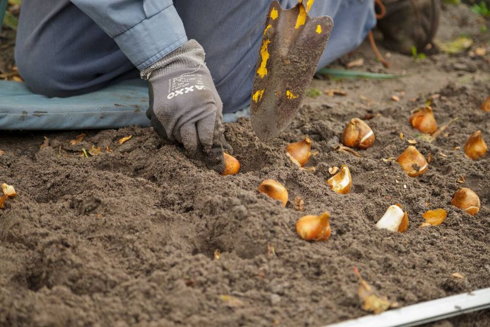 Mains gantées plantant des bulbes en touffe dans une terre ameublie, à la transplantoir
