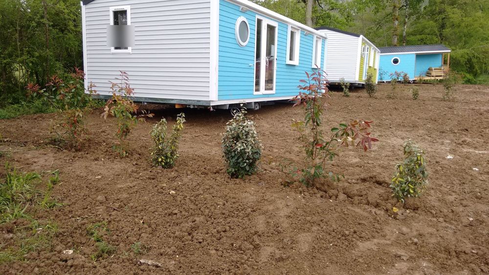 Jeunes plants de photinia et d'eleagnus juste plantés sur terre nue devant un mobil-home bleu, en 2016
