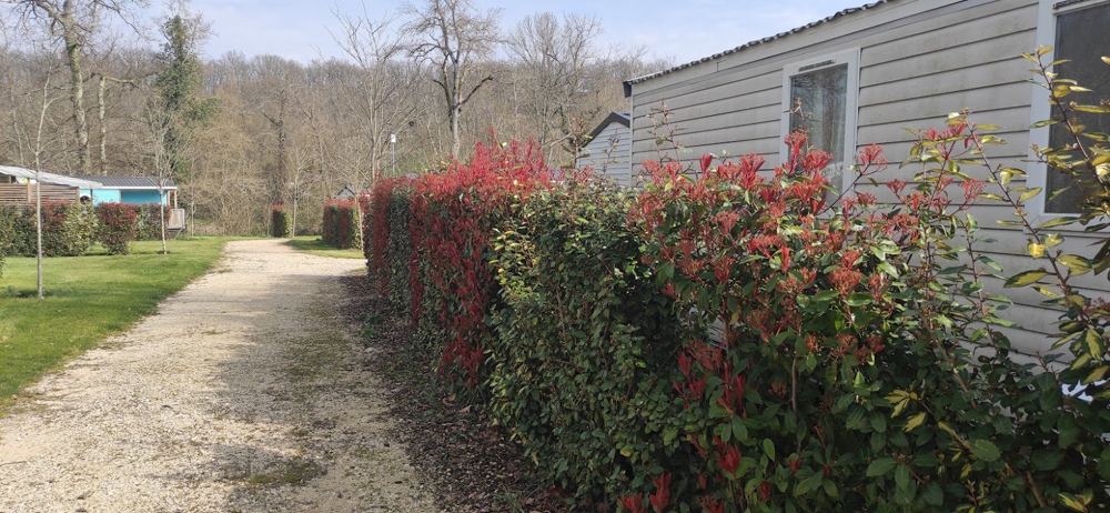 Haie mélangée de photinia et d'eleagnus avec des jeunes pousses rouges au printemps, le long d'un chemin gravillonné, en 2020
