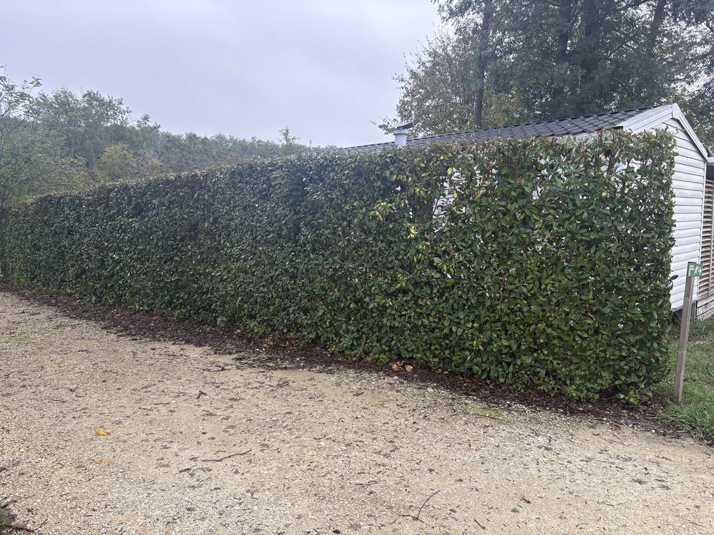 A freshly planted hedge in a Dordogne garden