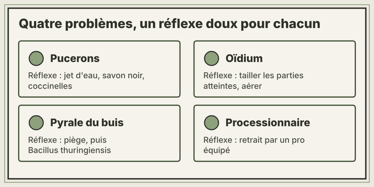 Les réflexes doux face aux maladies et ravageurs du jardin