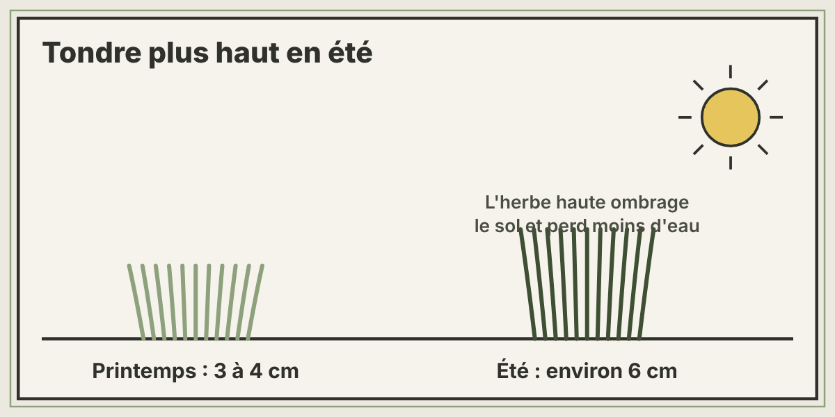 Hauteur de tonte au printemps et en été