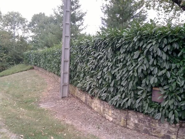 Haie de laurier dense et bien fournie le long d'un muret en pierre