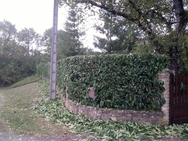 Rognures de taille de haie au pied d'un muret après le passage du taille-haie