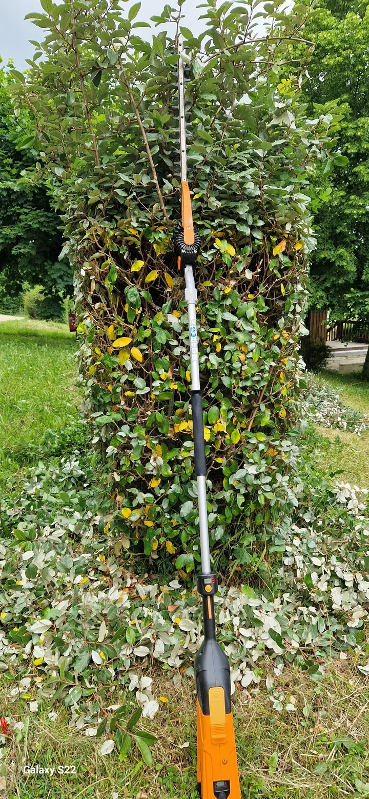Taille d'un arbuste au taille-haie sur perche, rognures étalées sur la pelouse