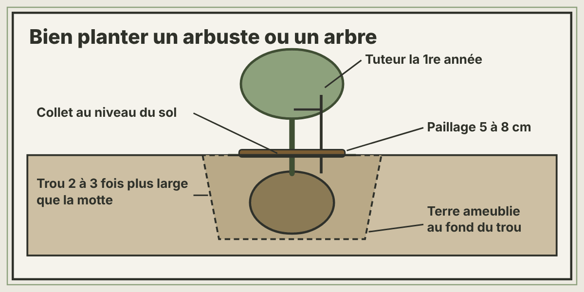 Coupe de plantation d'un arbuste : trou deux à trois fois plus large que la motte, collet au niveau du sol, tuteur, paillage de 5 à 8 centimètres