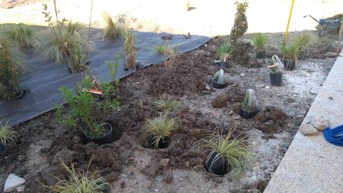 Plants en conteneur posés dans leurs trous de plantation, sur un sol ameubli avec une toile au sol