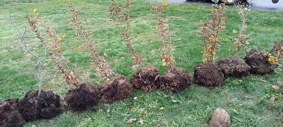 Rangée de jeunes plants avec leur motte de terre, posés sur l'herbe avant plantation