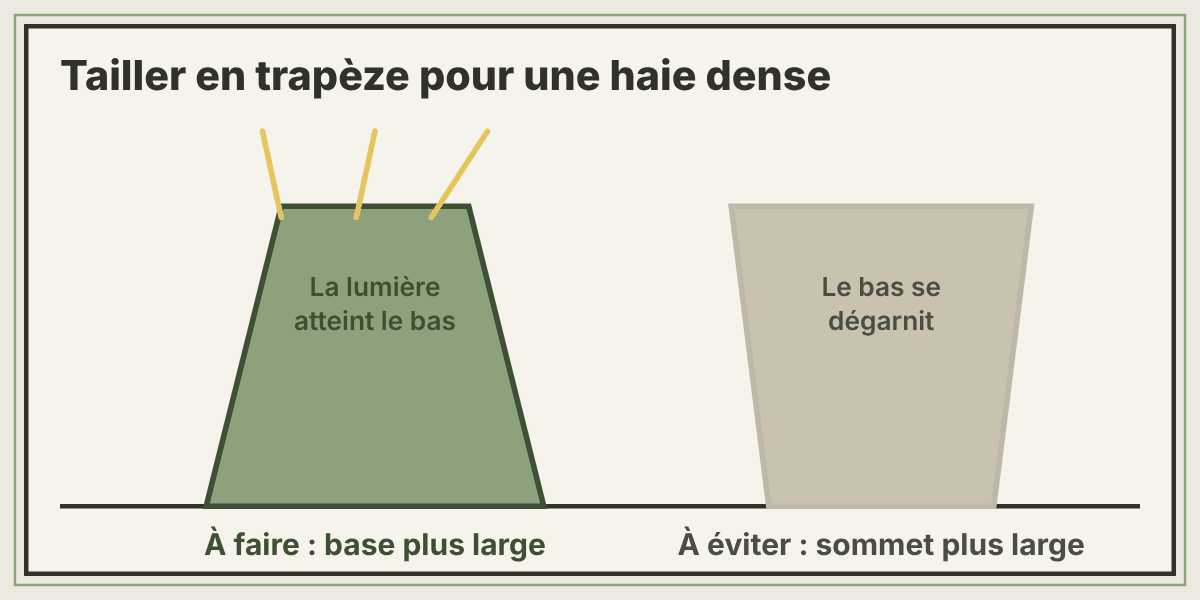 Schéma d'une haie taillée en trapèze