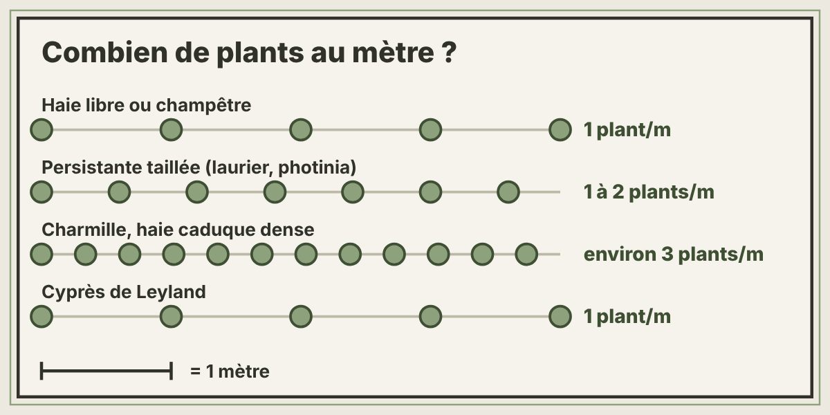 Schéma du nombre de plants au mètre selon le type de haie