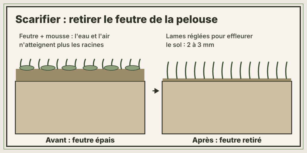 Coupe d'une pelouse : avant scarification, une couche épaisse de feutre et de mousse ; après, le feutre est retiré et les lames ont effleuré le sol sur 2 à 3 millimètres