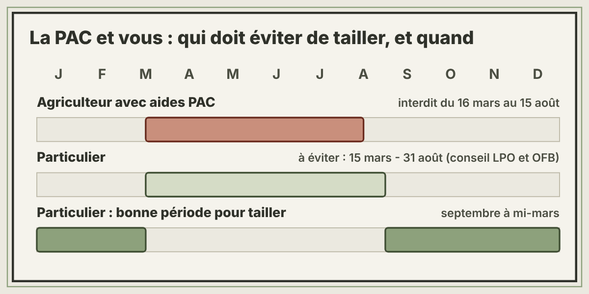 Frise de l'année : la PAC interdit la taille aux agriculteurs du 16 mars au 15 août, la LPO conseille aux particuliers d'éviter du 15 mars au 31 août, la meilleure période va de septembre à mi-mars