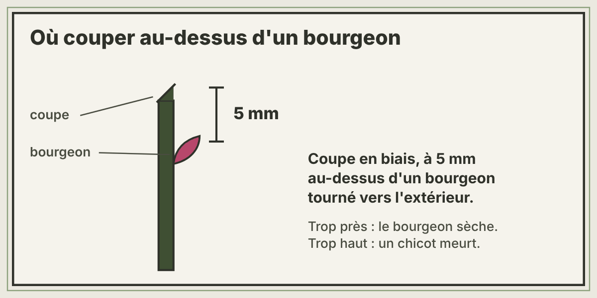 Schéma de la coupe d'un rosier au-dessus d'un bourgeon